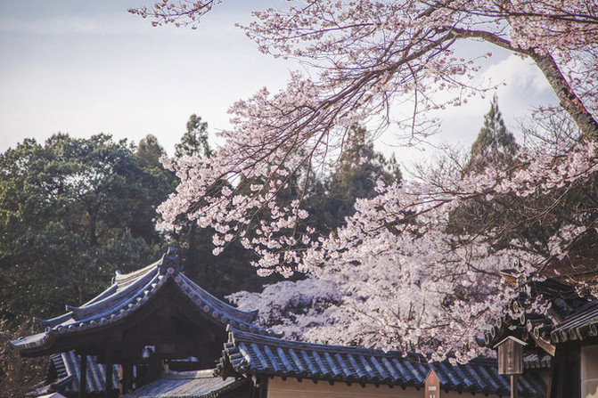 不想醒来的樱花梦——关西樱花祭(250张美图,京都大阪全攻略)