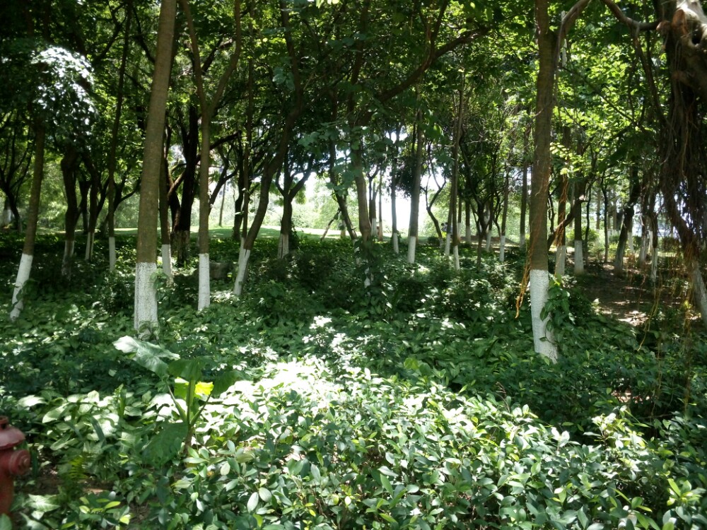 贵港马草江生态公园好玩吗,贵港马草江生态公园景点怎么样_点评_评价