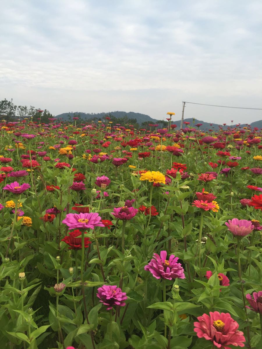 松江河镇