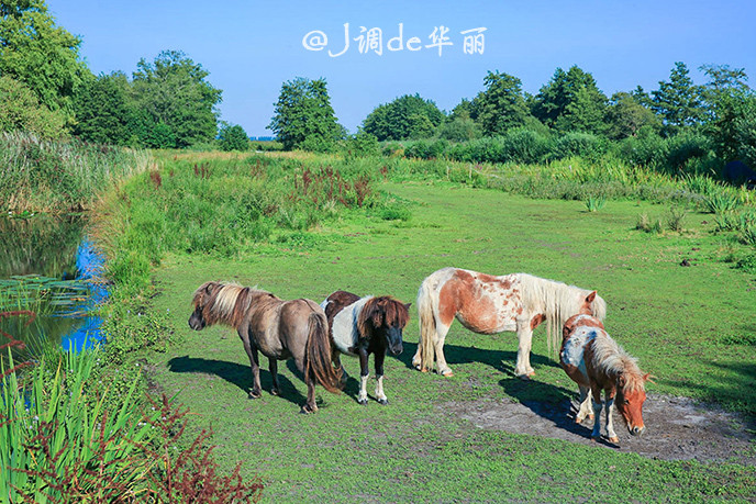 一路上还看到了非常可爱的矮脚马,憨态可掬.