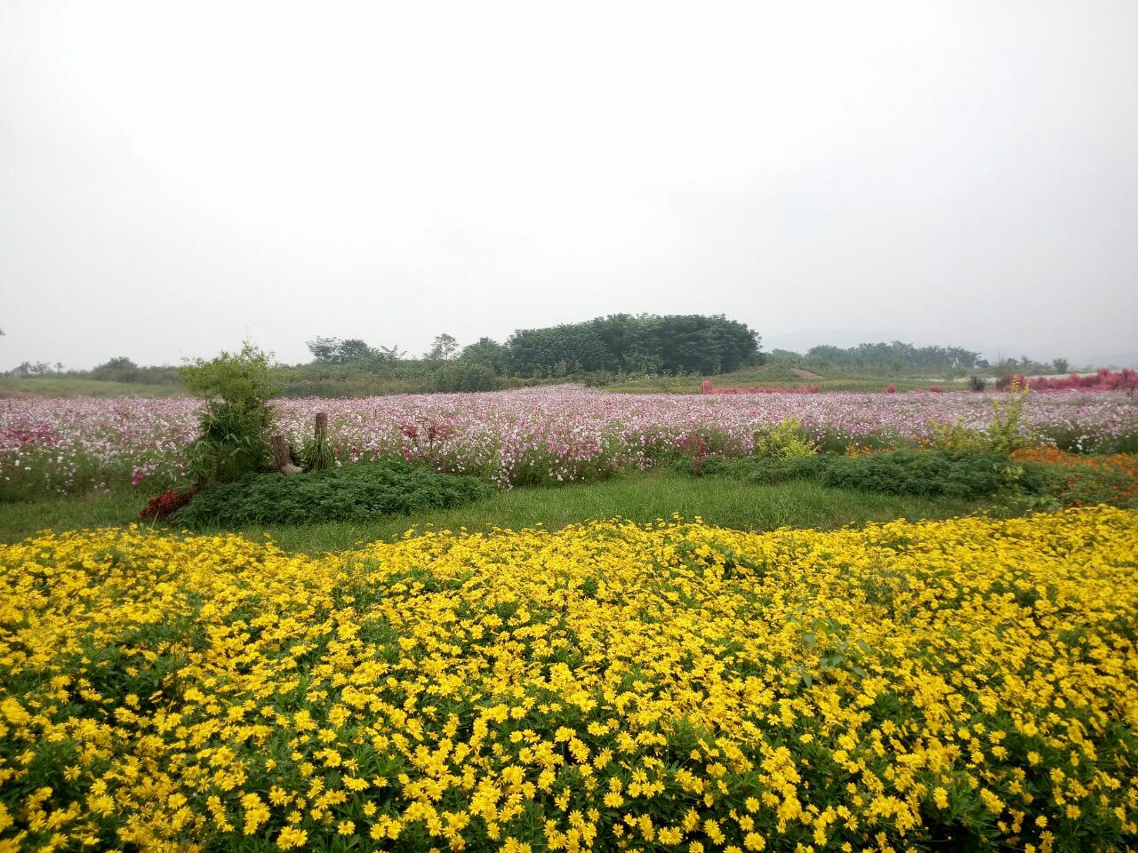 蔚然花海