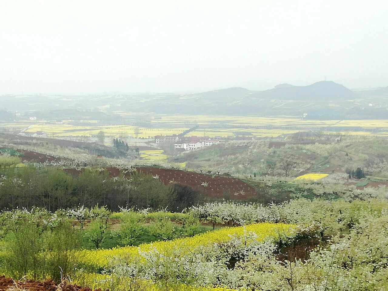 【携程攻略】洋县朱鹮梨园景区景点,田园风光,美丽,真