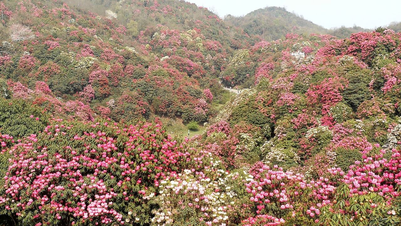 毕节百里杜鹃风景区好玩吗,毕节百里杜鹃风景区景点样