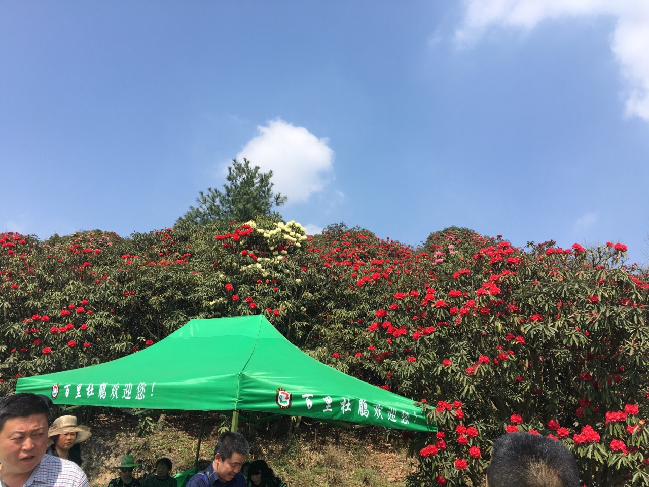 百里略图风景区旅游景点攻攻略杜鹃传说龙族图片