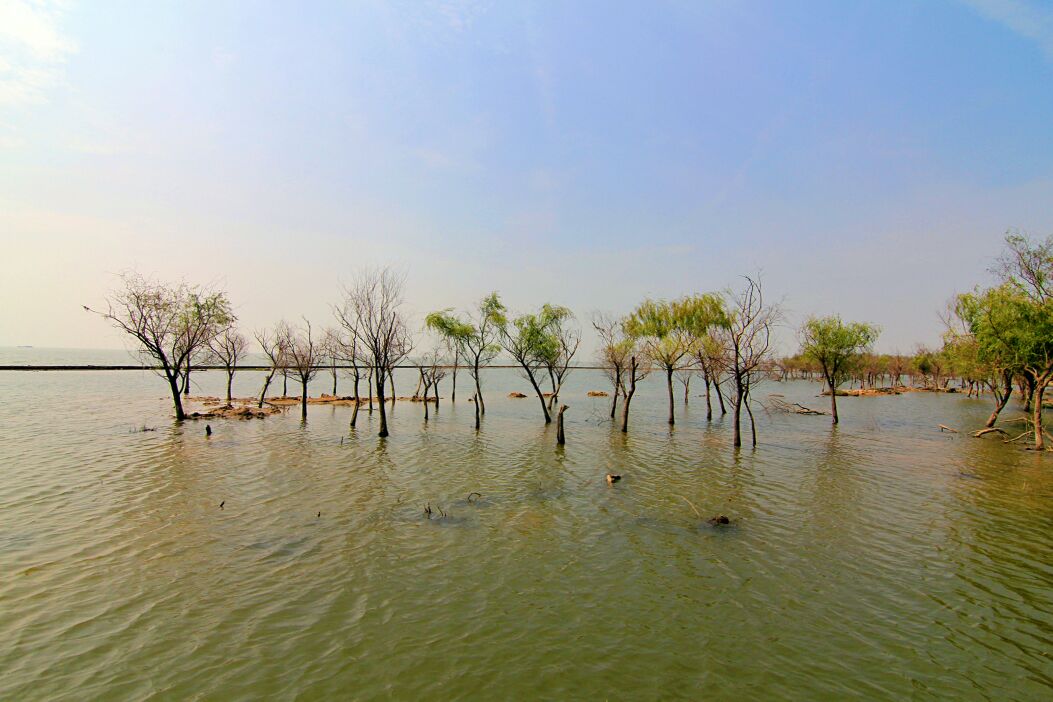 巢湖地区湿地