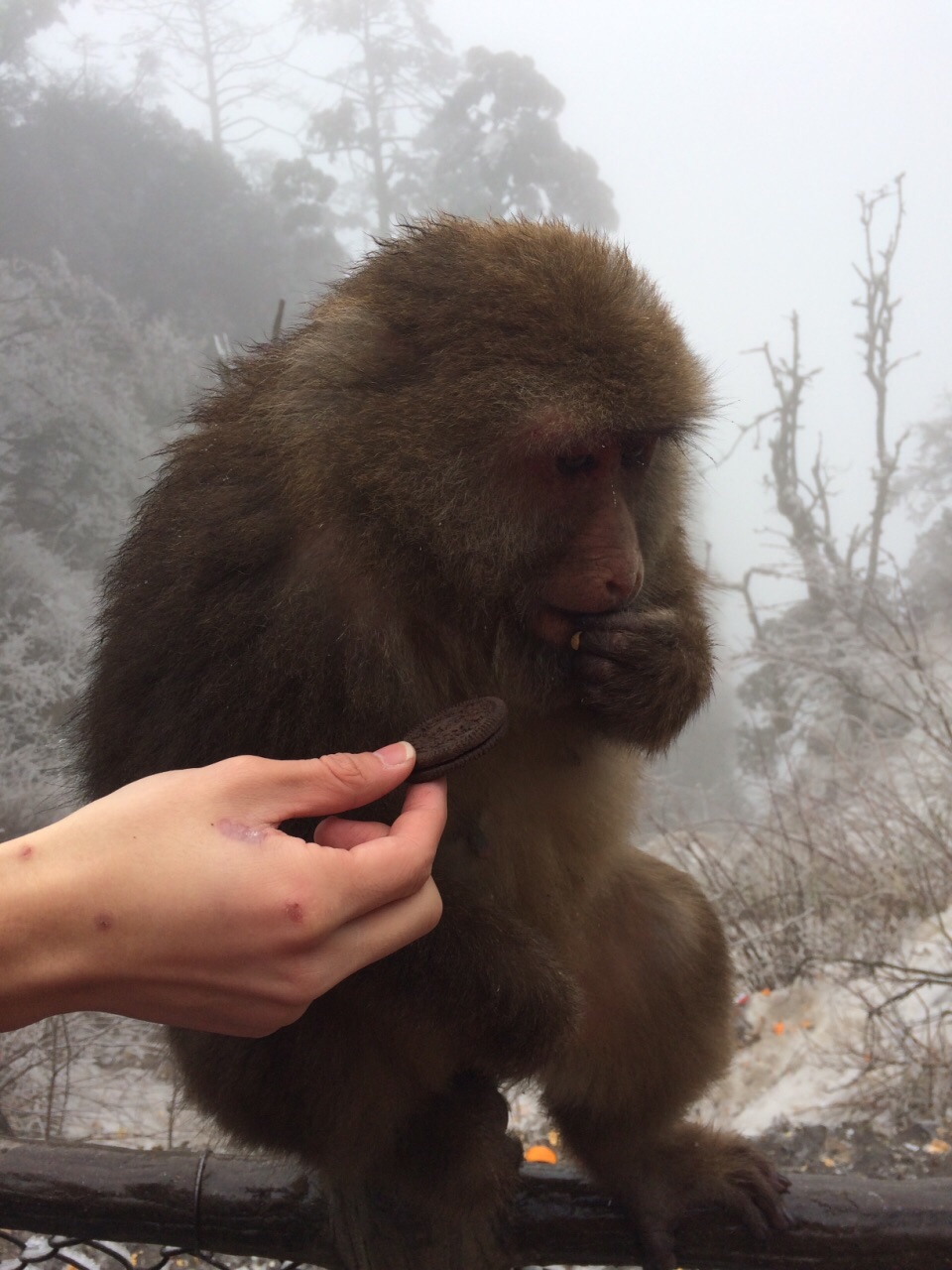 不然一定会像我一样摔个狗吃屎的…半山腰有猴子可以近距离看它们,但