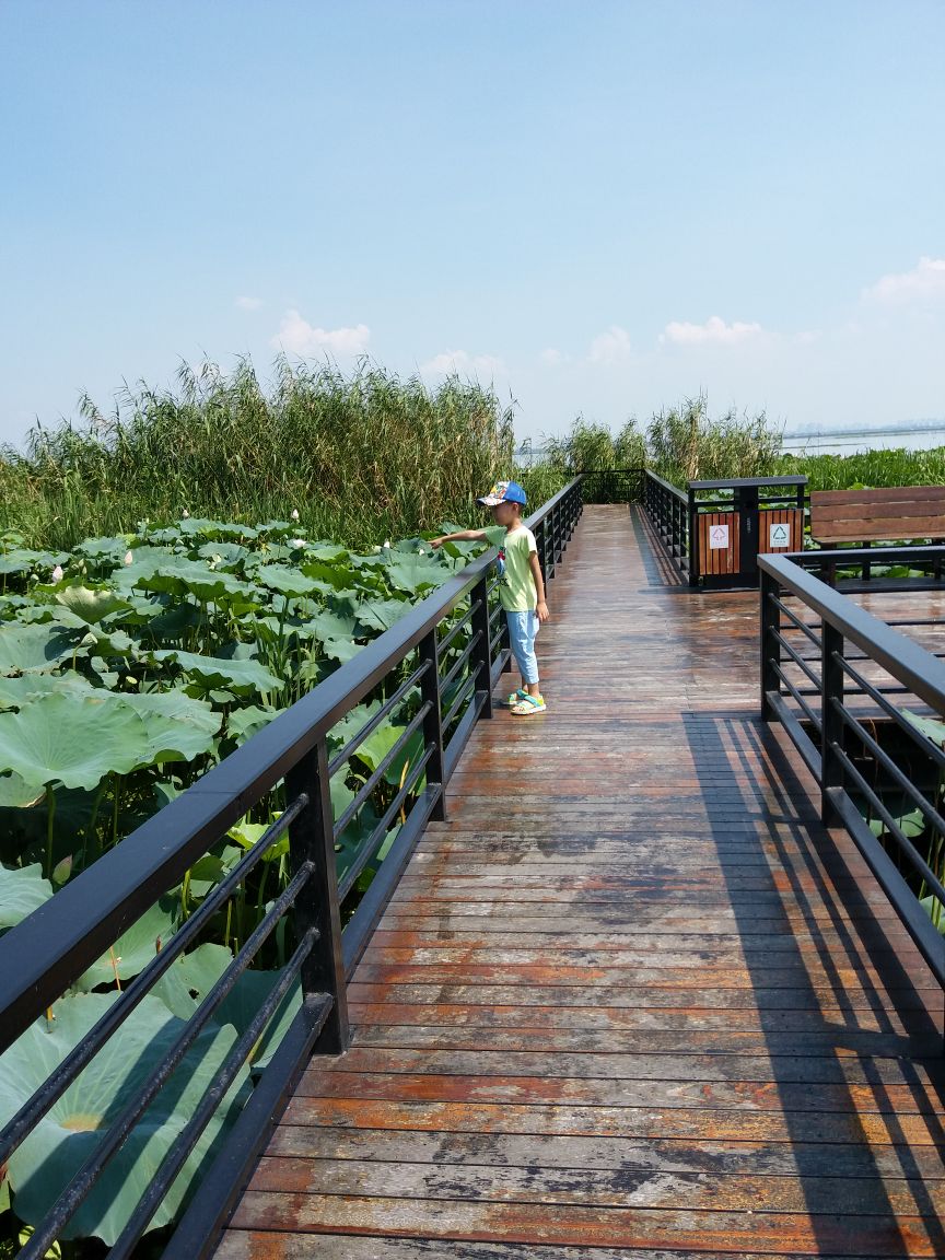 阳澄湖莲花岛