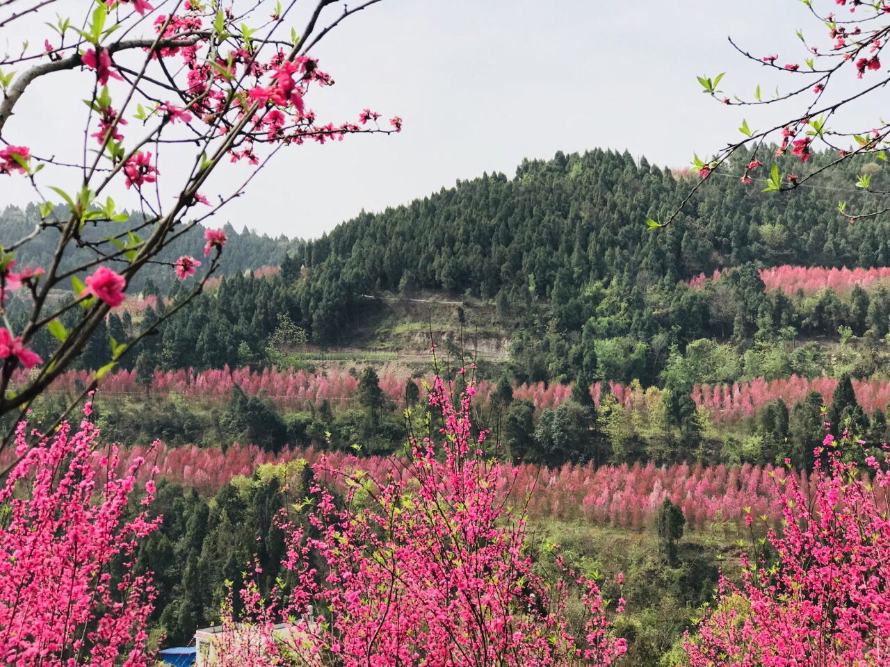 德阳红泉桃花谷好玩吗,德阳红泉桃花谷景点怎么样_点评_评价【携程