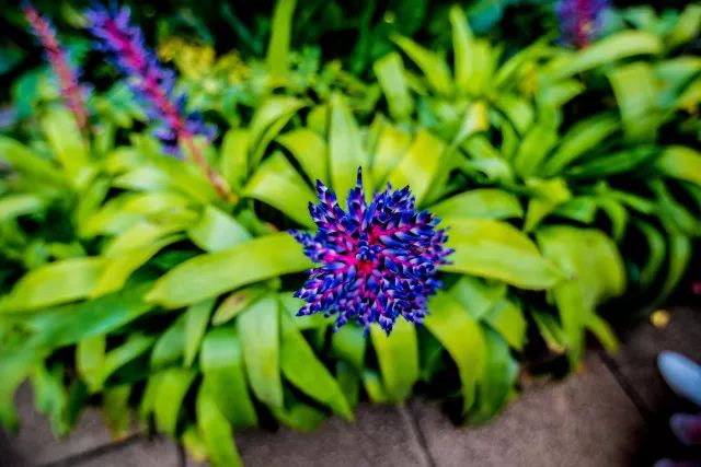 探访英国植物界的"大英博物馆—皇家园林kew garden