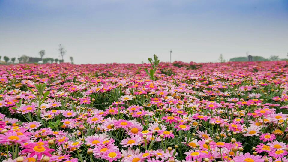 蔚然花海