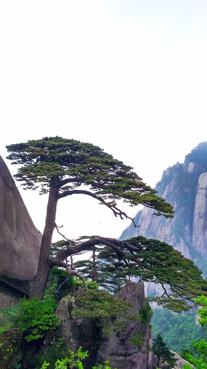 人山人海,人人都想和迎客松合个影,想找个好角度拍全景真是难,建议用