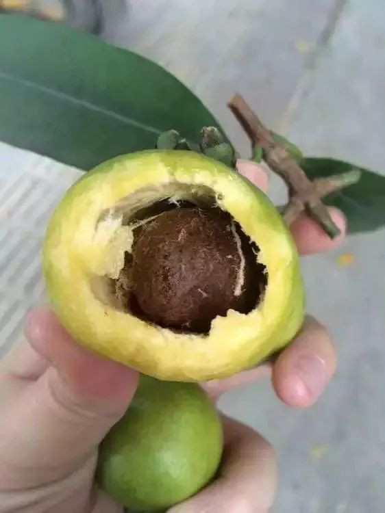 广州又现新款