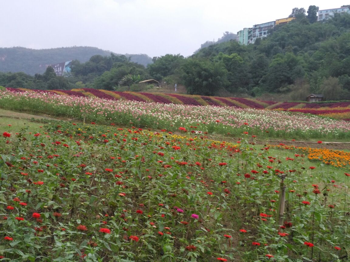 清溪谷旅游区花田酒地景区