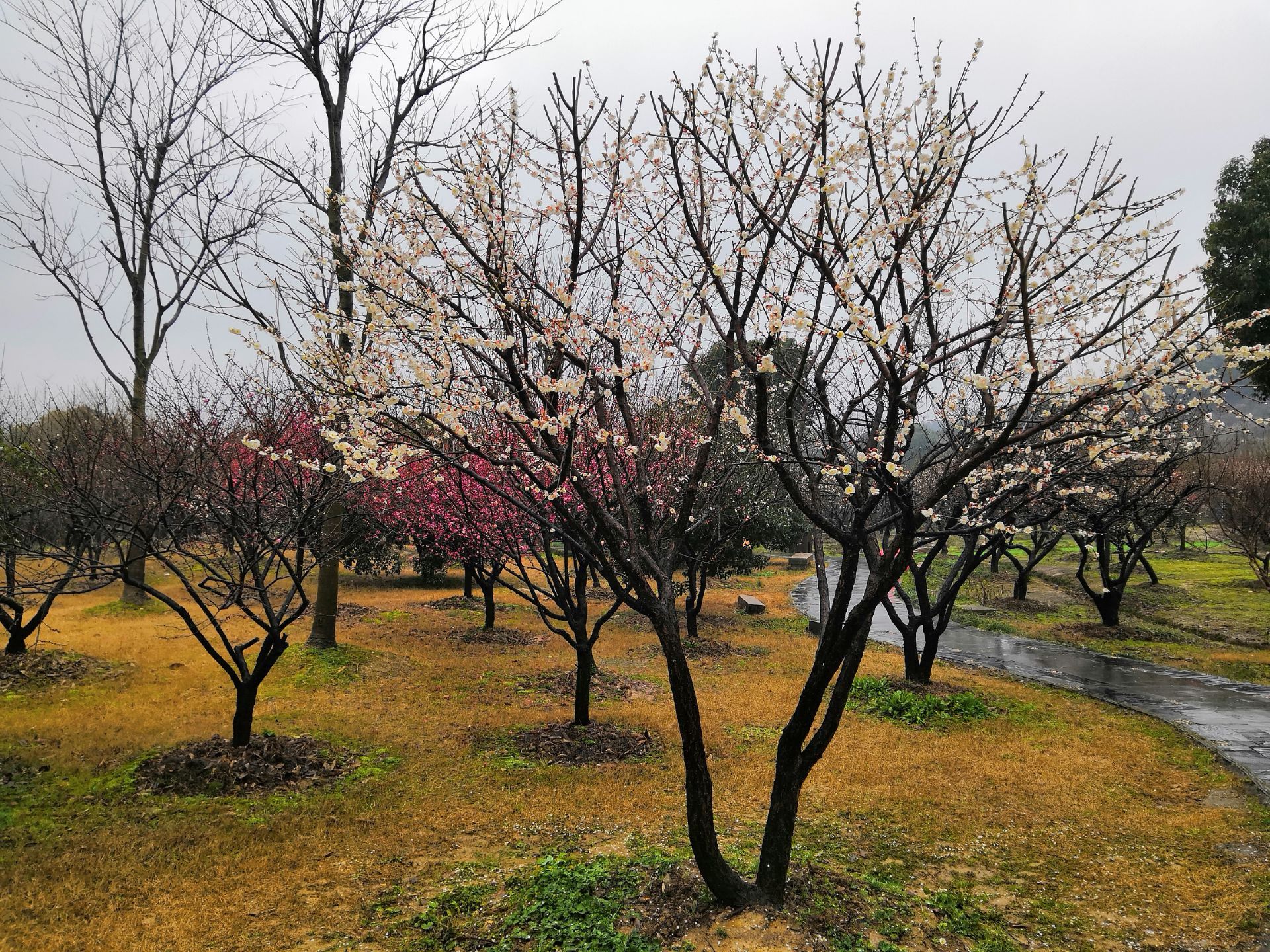 【携程攻略】苏州香雪海景点,香雪海位于苏州市光福镇,毗邻太湖,是