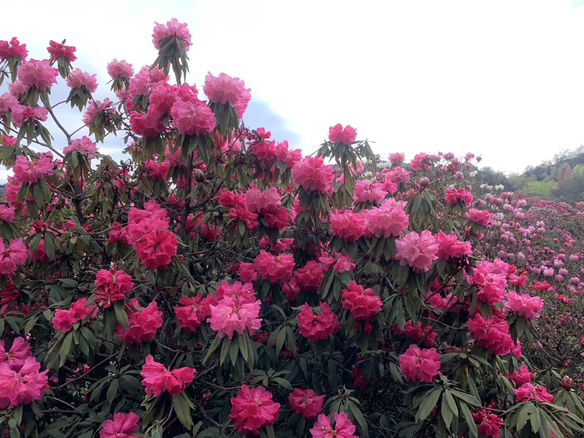 毕节百里杜鹃风景区攻略,毕节百里杜鹃风景区门票/游玩攻略/地址/图片