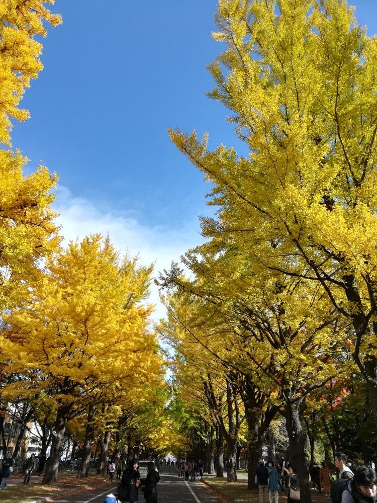 北海道大学旅游景点攻略图