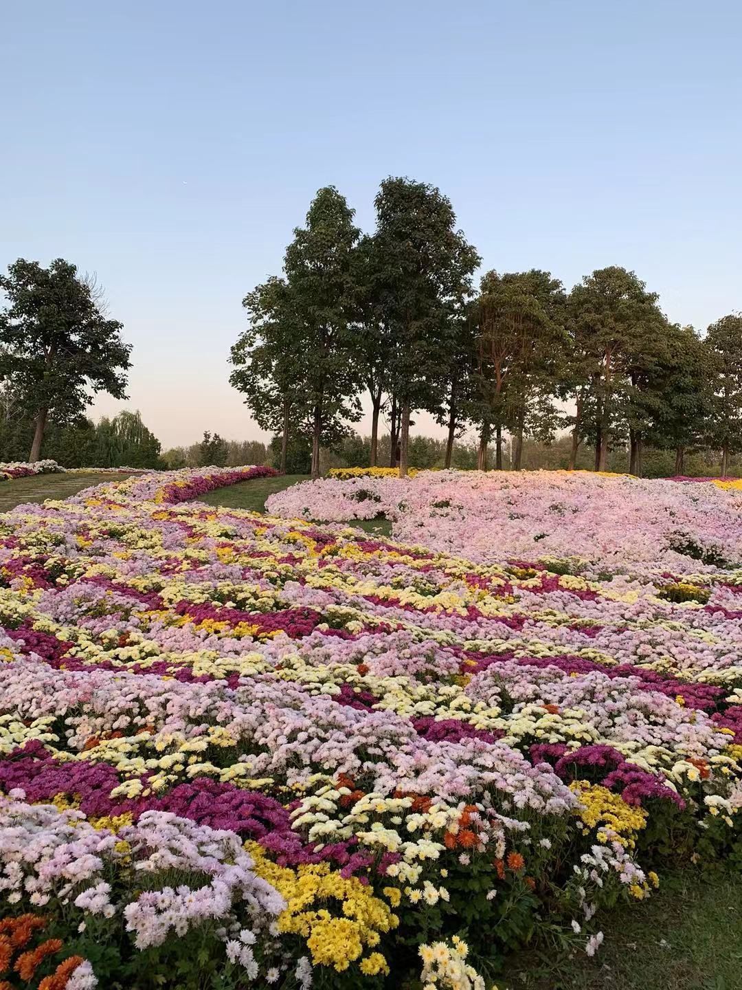 北京国际鲜花港旅游景点攻略图