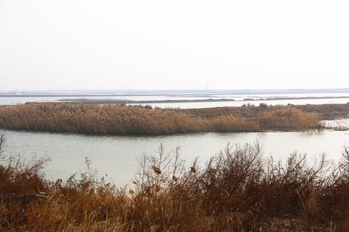 无棣黄河岛