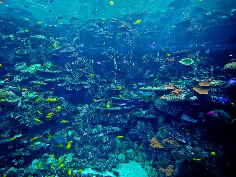 佐治亚水族馆