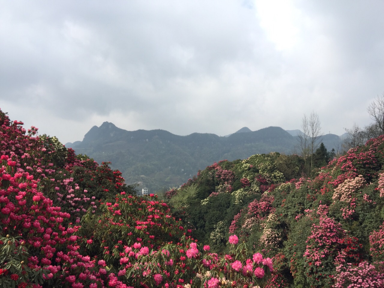 2019百里杜鹃风景区_旅游攻略_门票_地址_游记点评,毕节旅游景点推荐