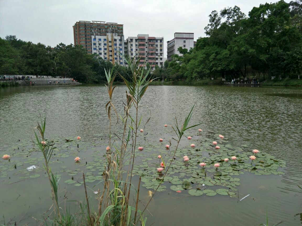 华南农业大学湿地公园