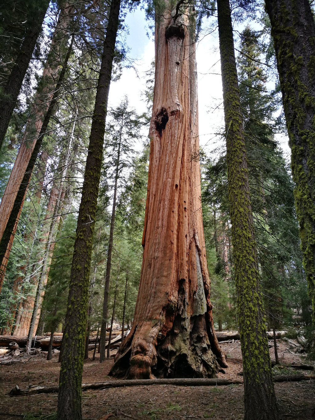 美景不分国界,2017再闯美西之:美国红杉树国家公园(sequoia national