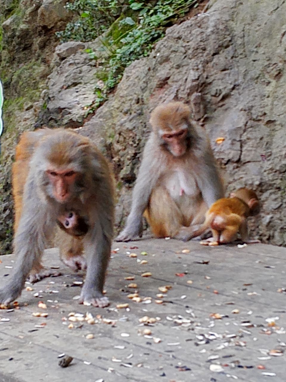 三岭湾猕猴观赏园