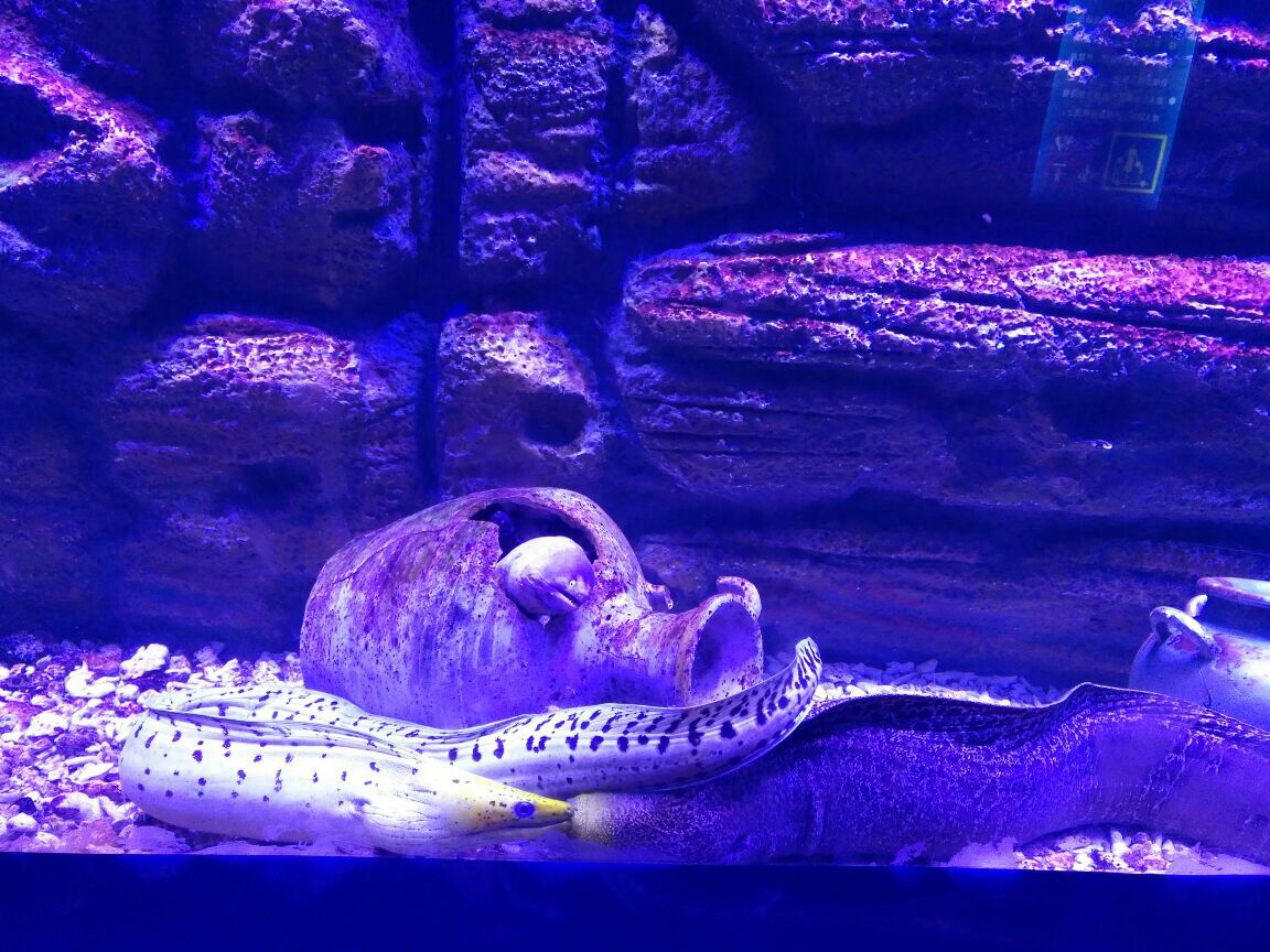 厦门海洋公园在哪里