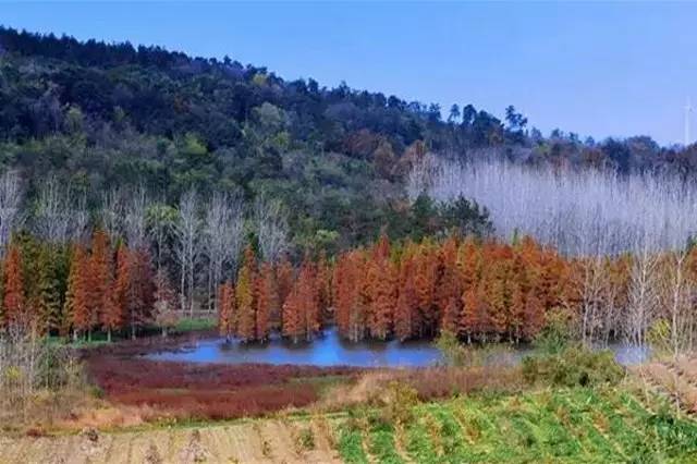 镇,周围万亩林地,草木茂密,山幽林静,各种飞禽走兽出没其间,一派原始