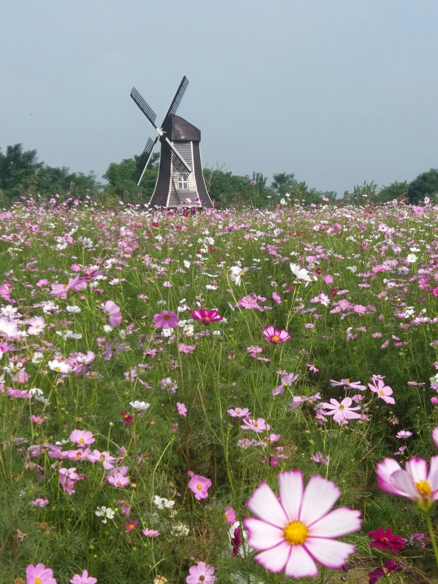 蔚然花海