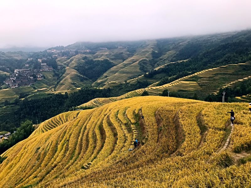 龙脊梯田