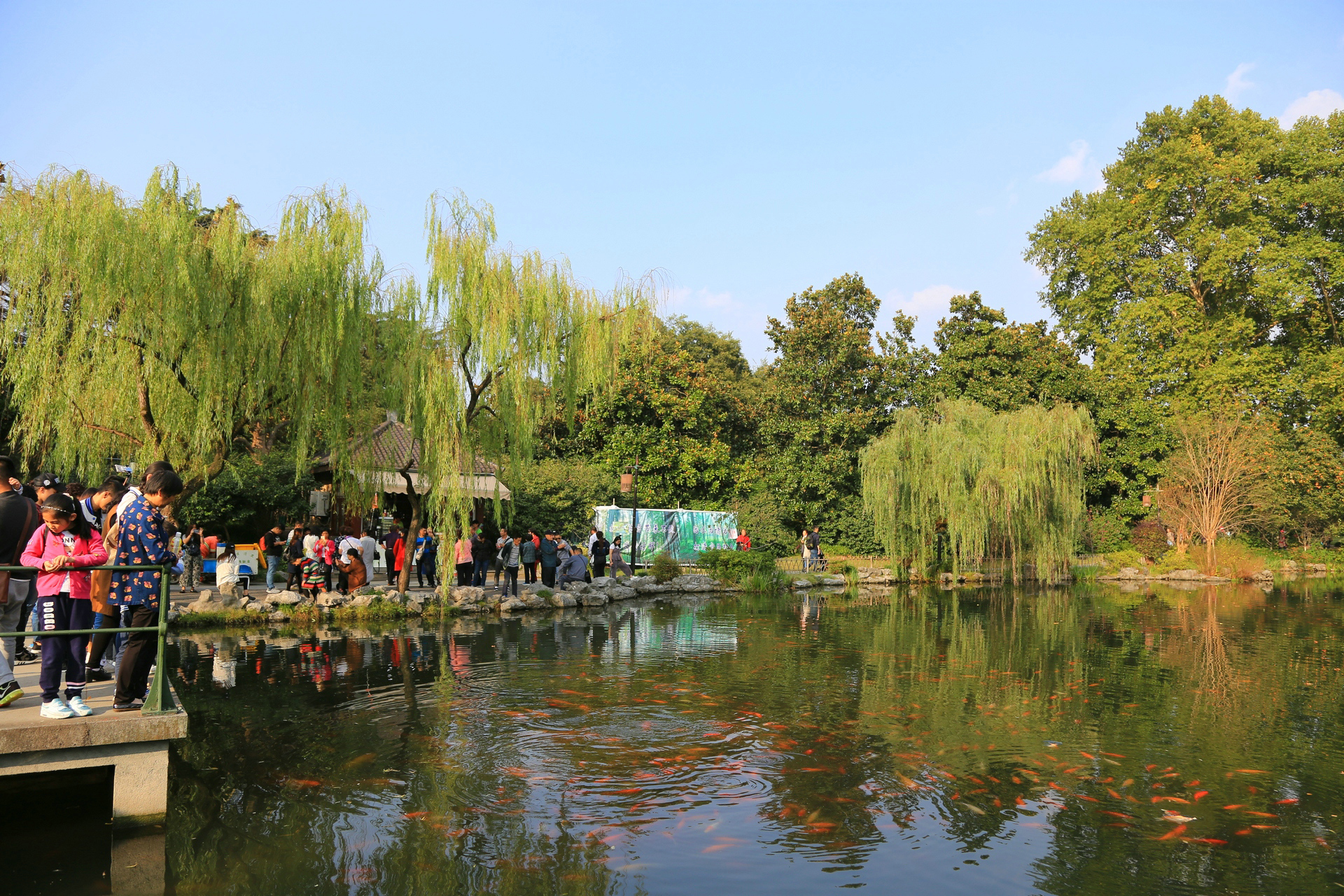 现在的花港公园,除了看鱼,其实一年四季都有景,春天樱花,初夏牡丹