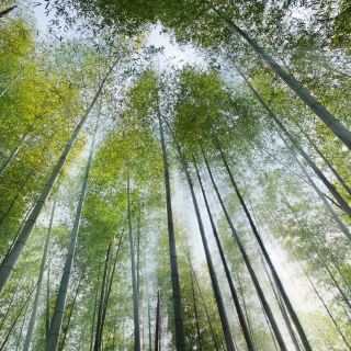 浙东大竹海景区