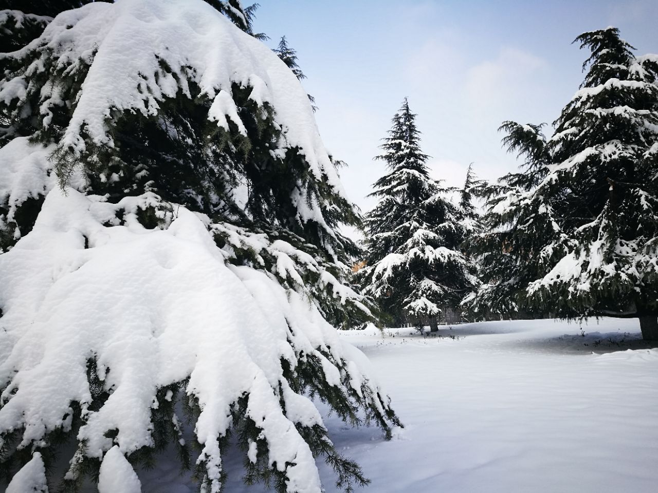 紫蓬山国家森林公园