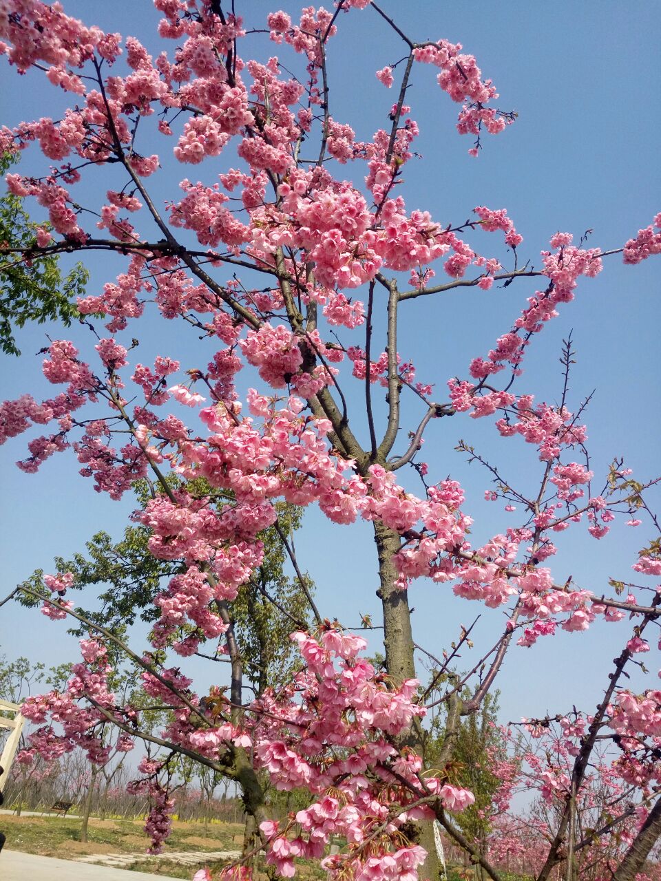 绵阳盛世樱花悠乐谷