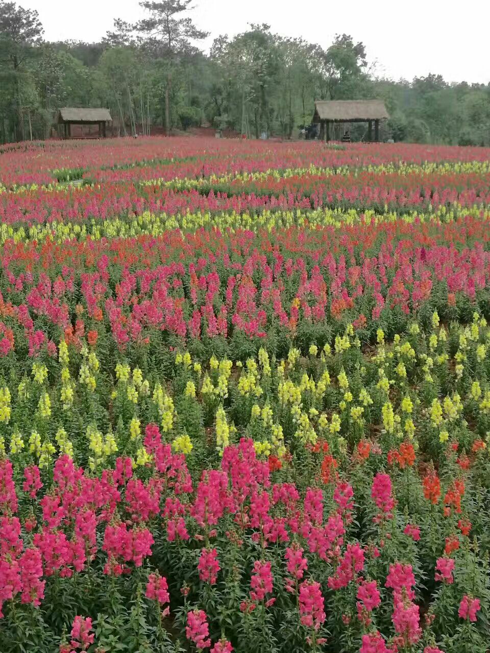 钟祥万紫千红植物园攻略,钟祥万紫千红植物园门票