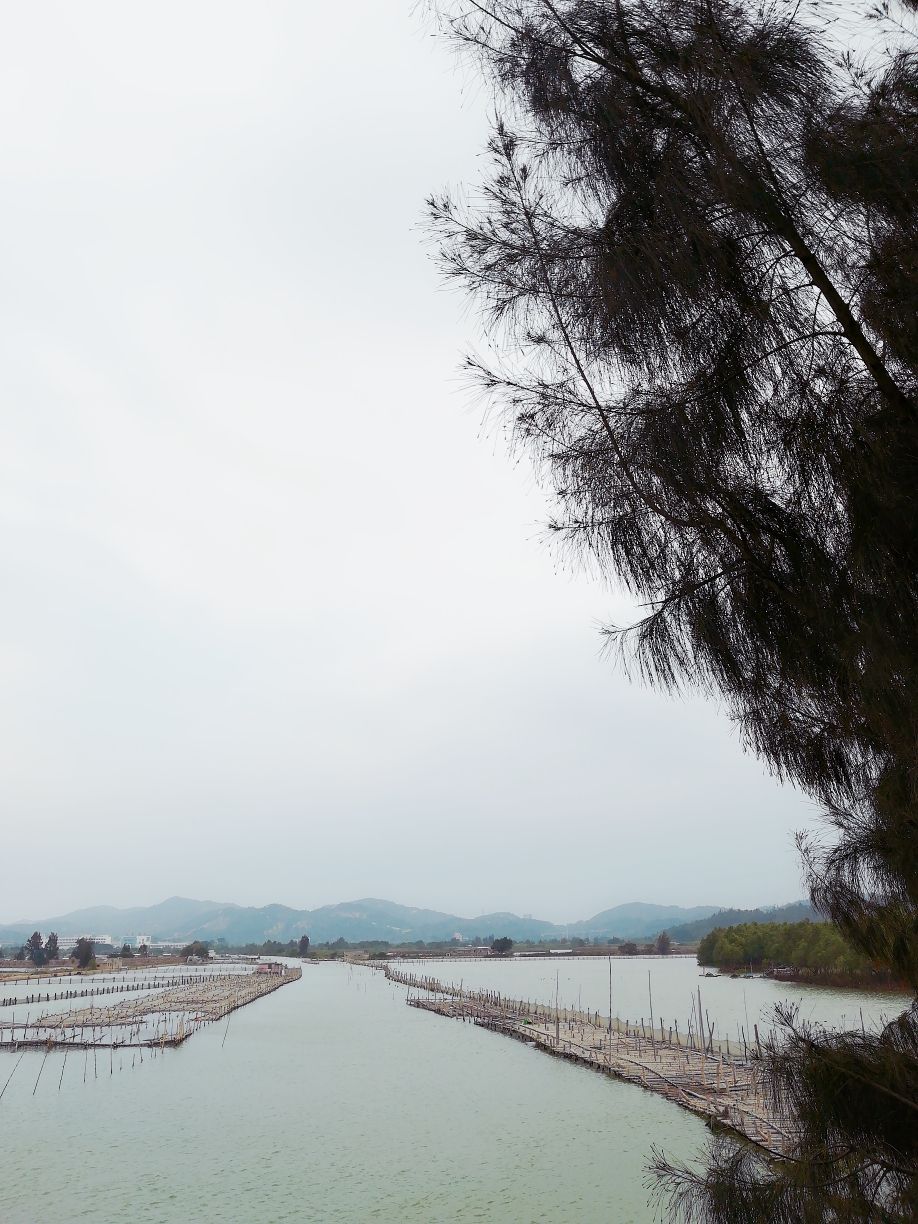 苏埃湾红树林湿地