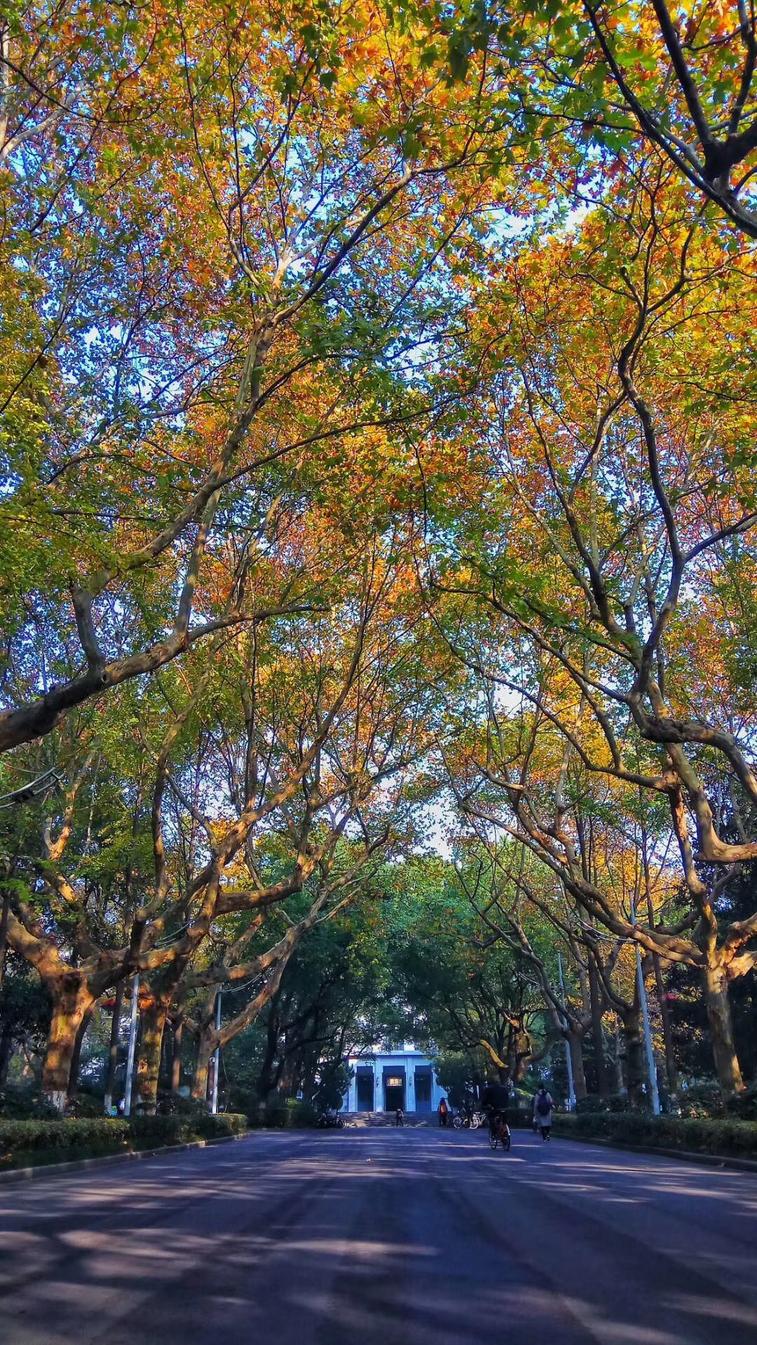 南京大学有一大批原金陵大学的民国建筑,校园里绿荫茂盛,风景如画.