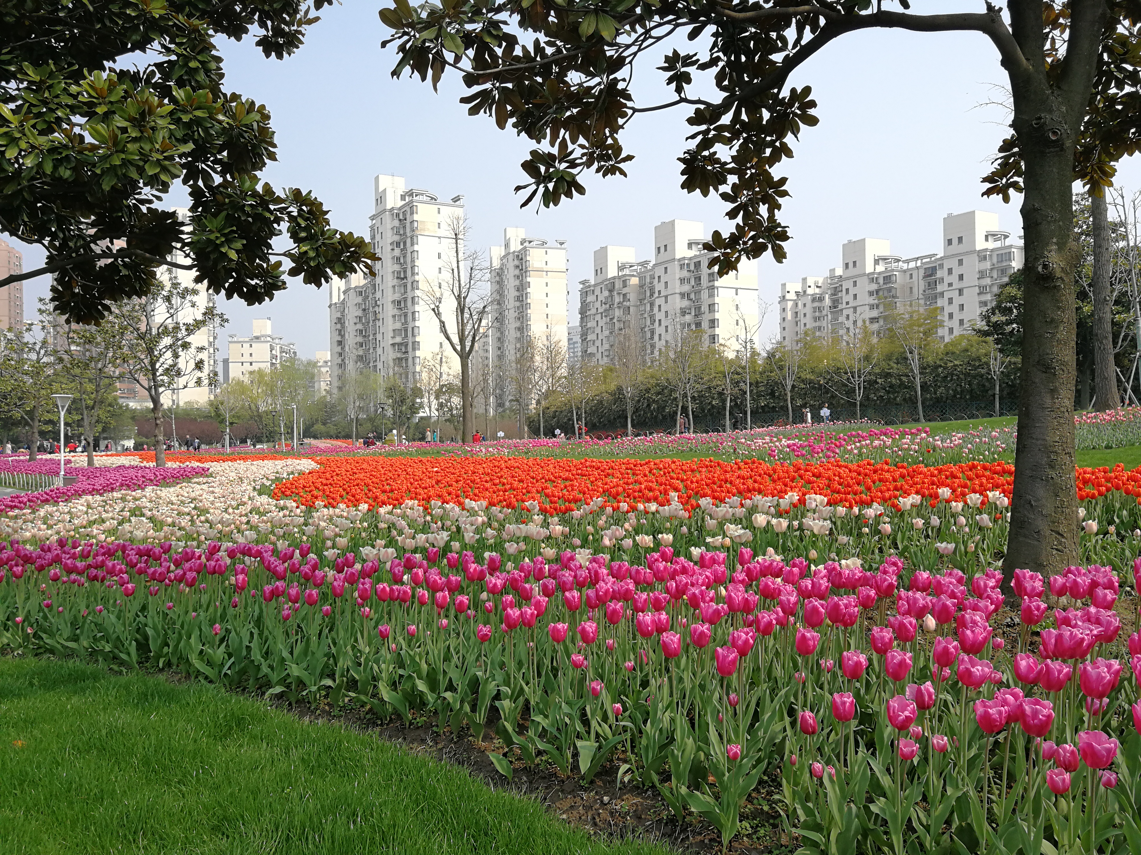大宁郁金香公园