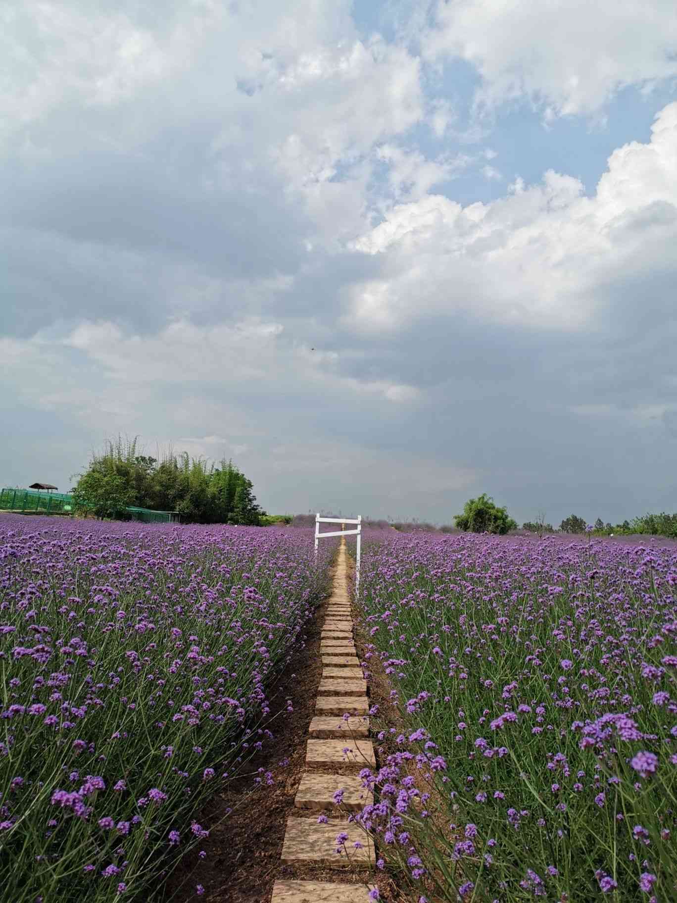 蔚然花海