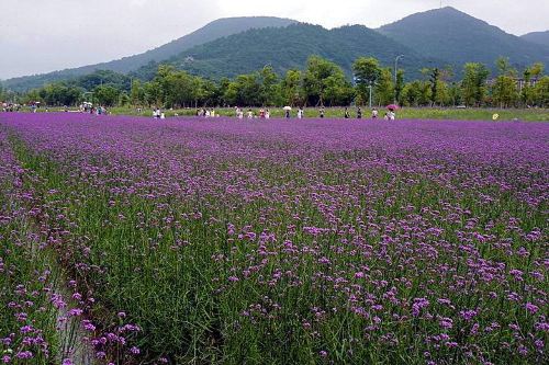 荪湖花海