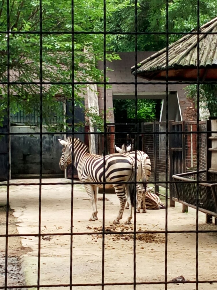 【携程攻略】湖北武汉动物园景点,离动物太远了,都看