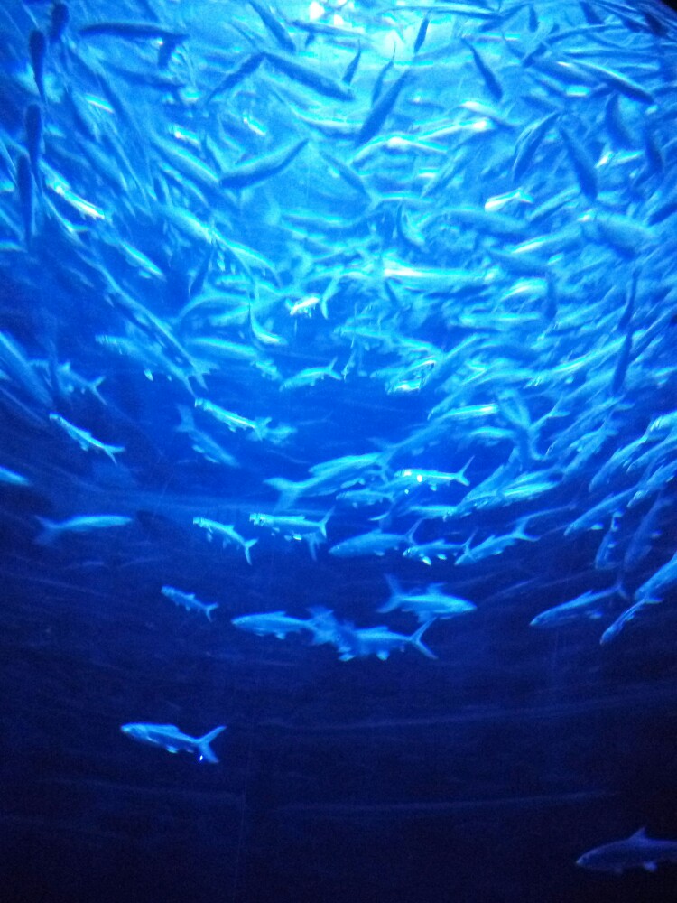 壁纸 海底 海底世界 海洋馆 水族馆 桌面 500_335