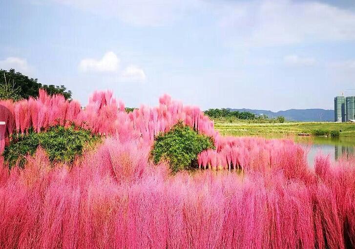 蔚然花海