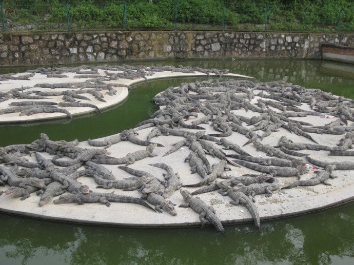 宣城鳄鱼湖即安徽省扬子鳄繁殖研究中心,宣城鳄鱼湖位于宣州区南郊.
