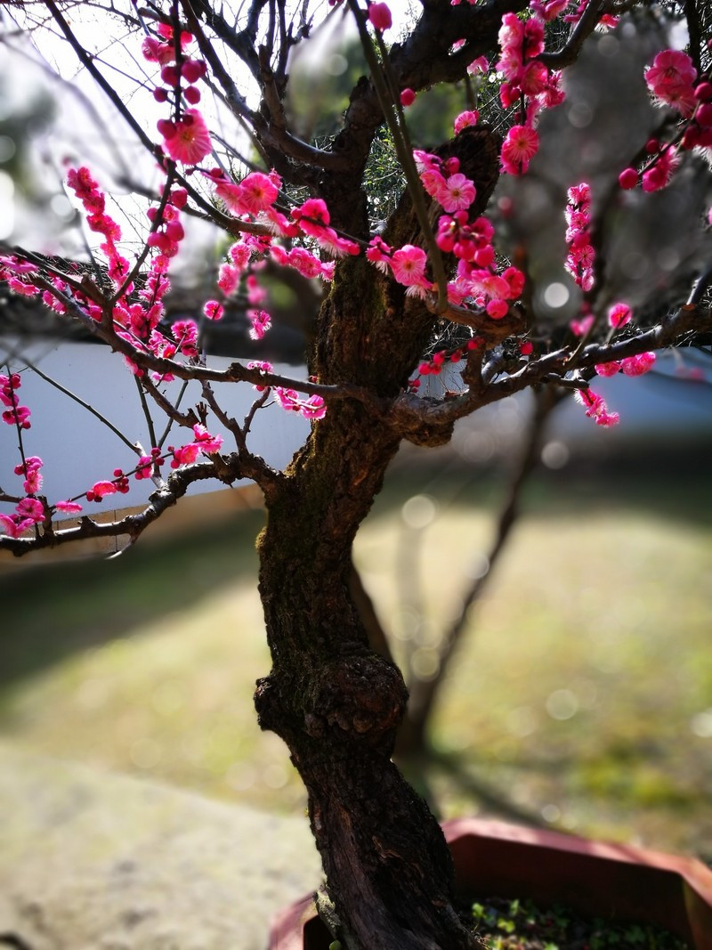 杭州灵峰探梅