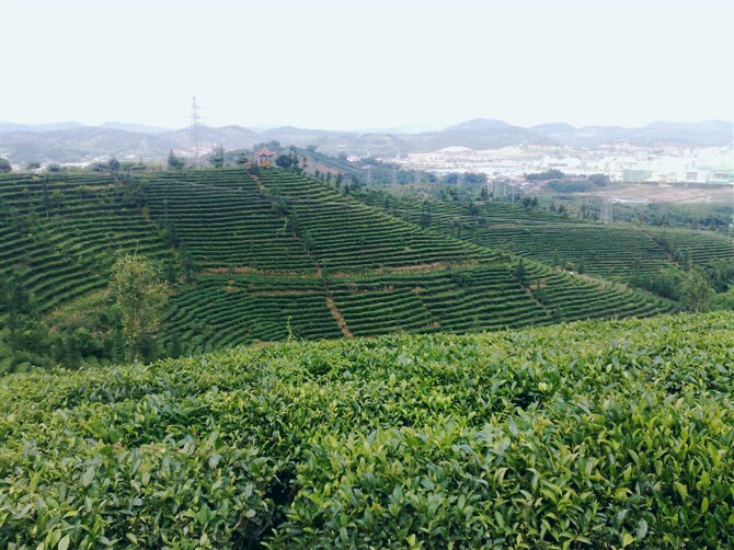 营盘山万亩茶园旅游休闲点