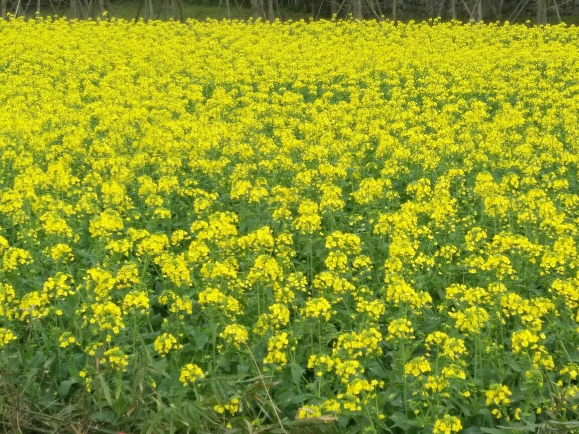 【携程攻略】贵阳花溪国家城市湿地公园十里河滩景区景点,乘车到花溪