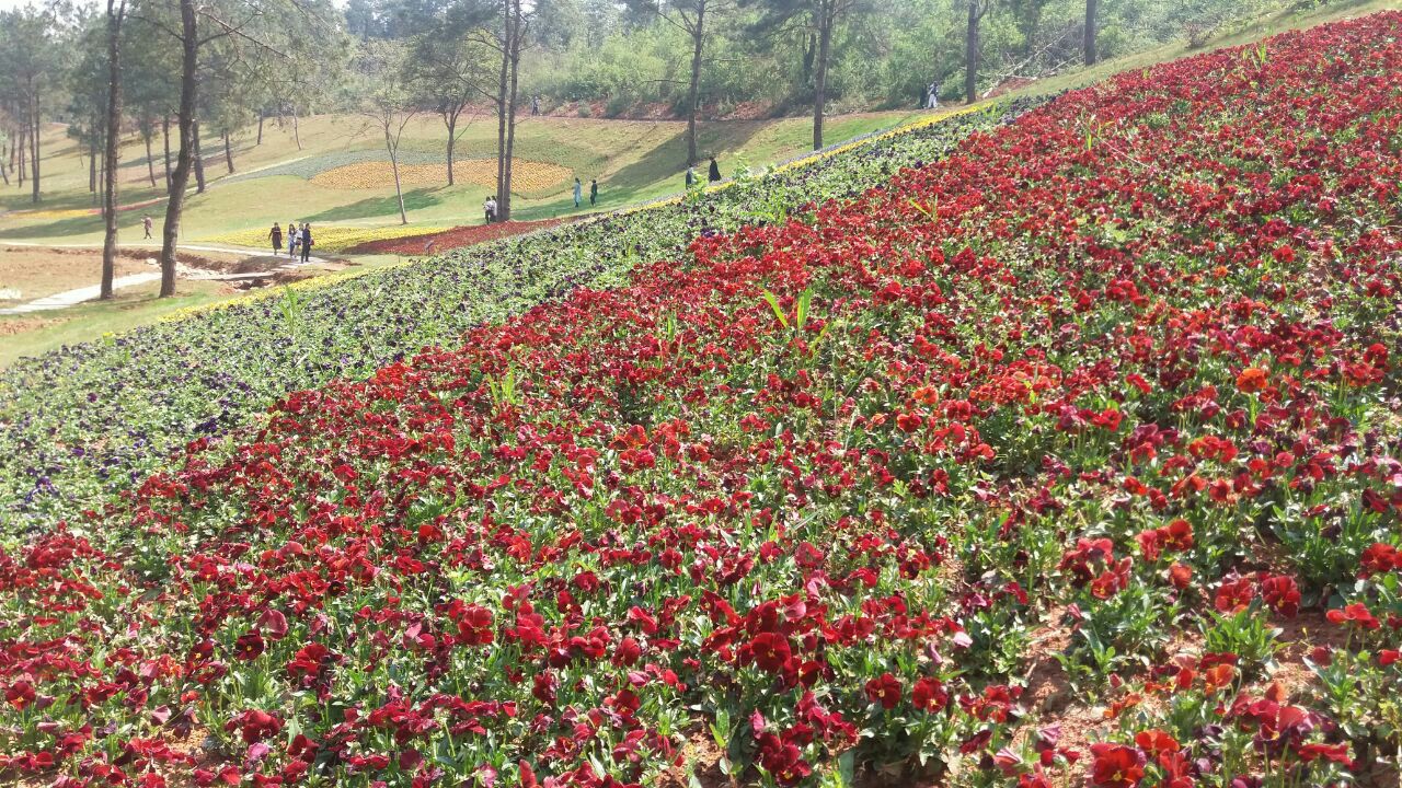 钟祥万紫千红植物园攻略,钟祥万紫千红植物园门票