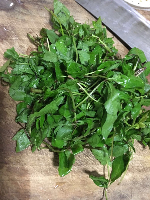 五加皮,只在这阶段才有野菜.
